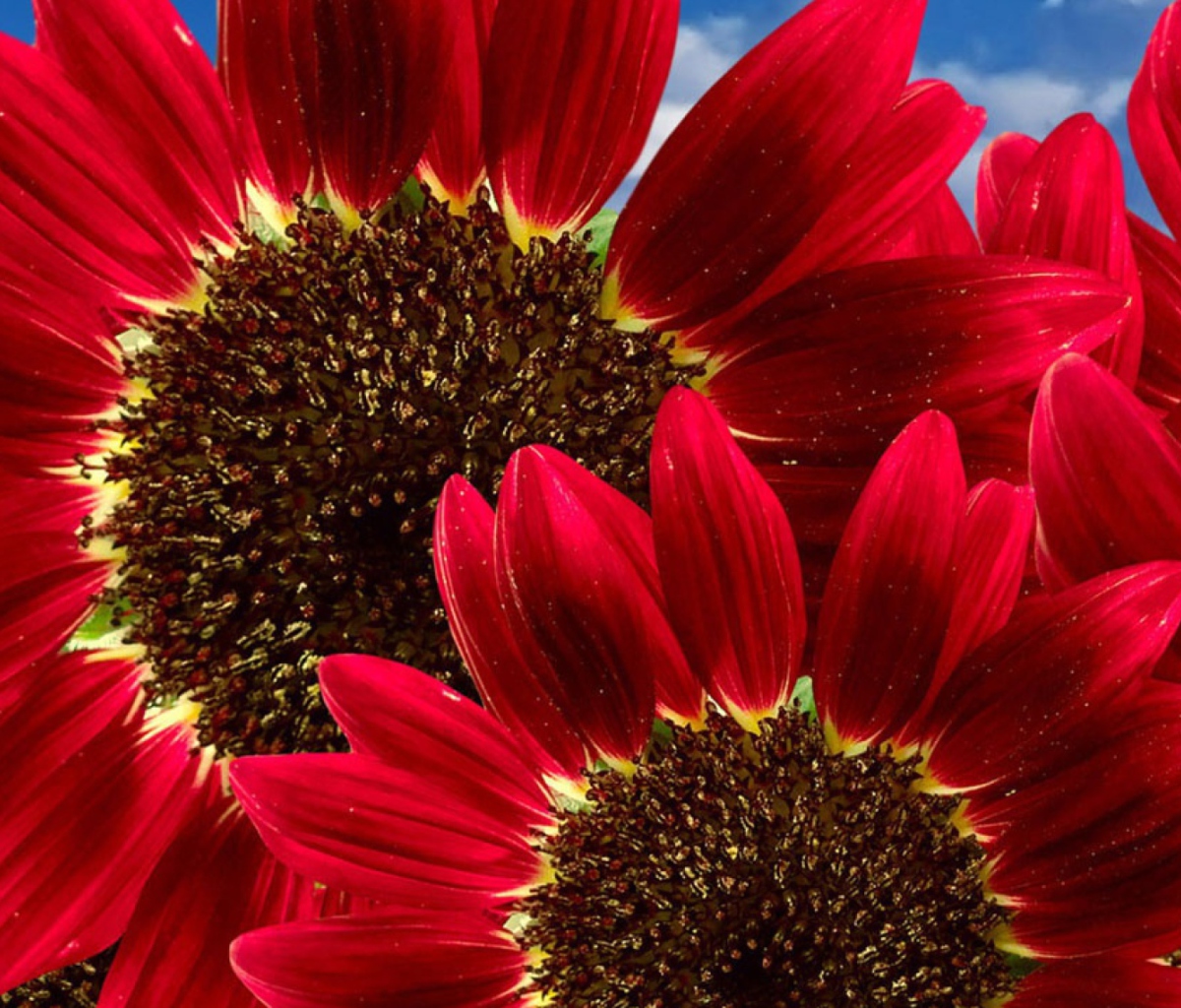 Fondo de pantalla Red Sunflower 1200x1024