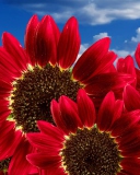Fondo de pantalla Red Sunflower 128x160