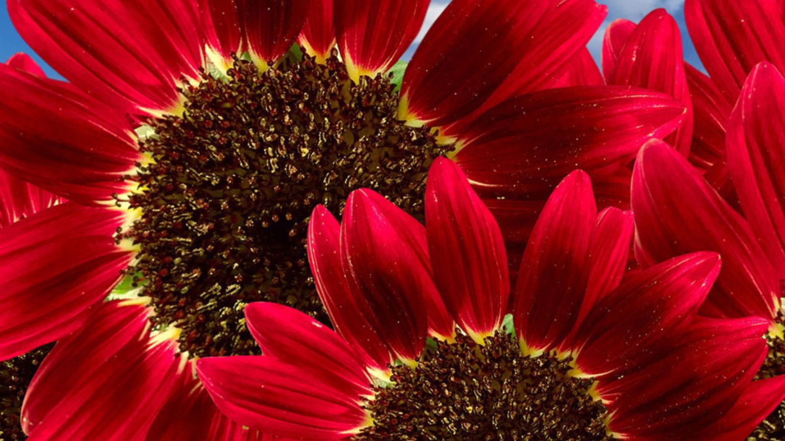 Screenshot №1 pro téma Red Sunflower 1600x900