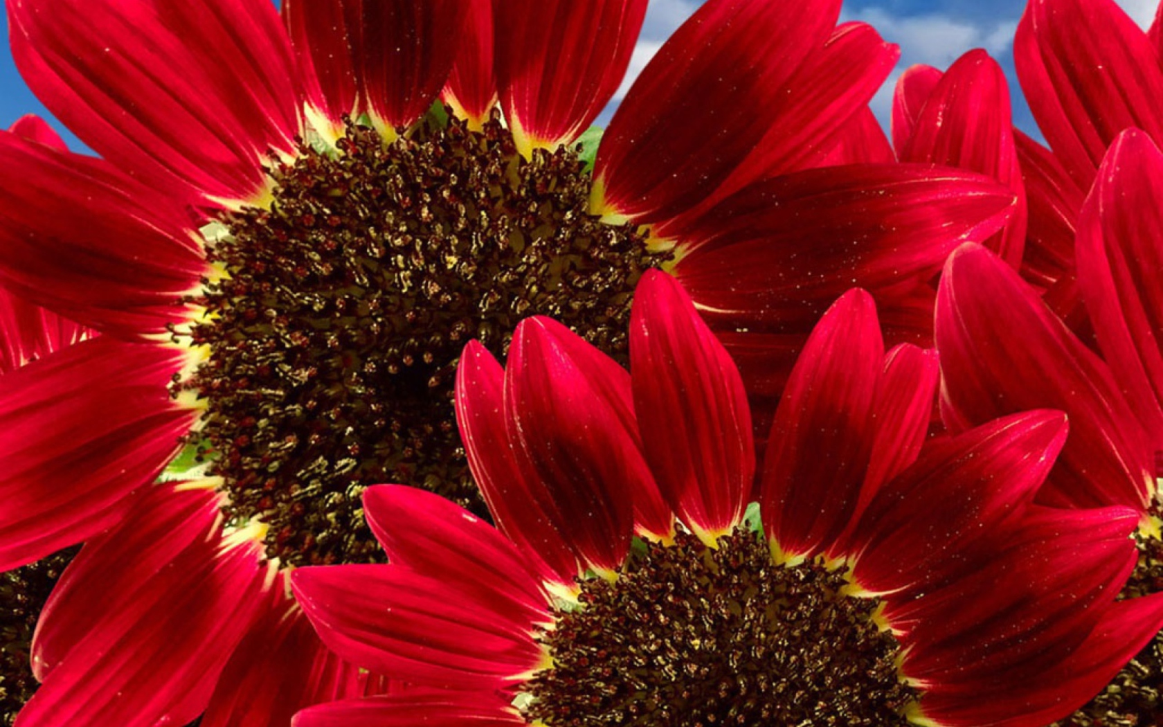 Screenshot №1 pro téma Red Sunflower 1680x1050
