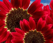 Sfondi Red Sunflower 176x144