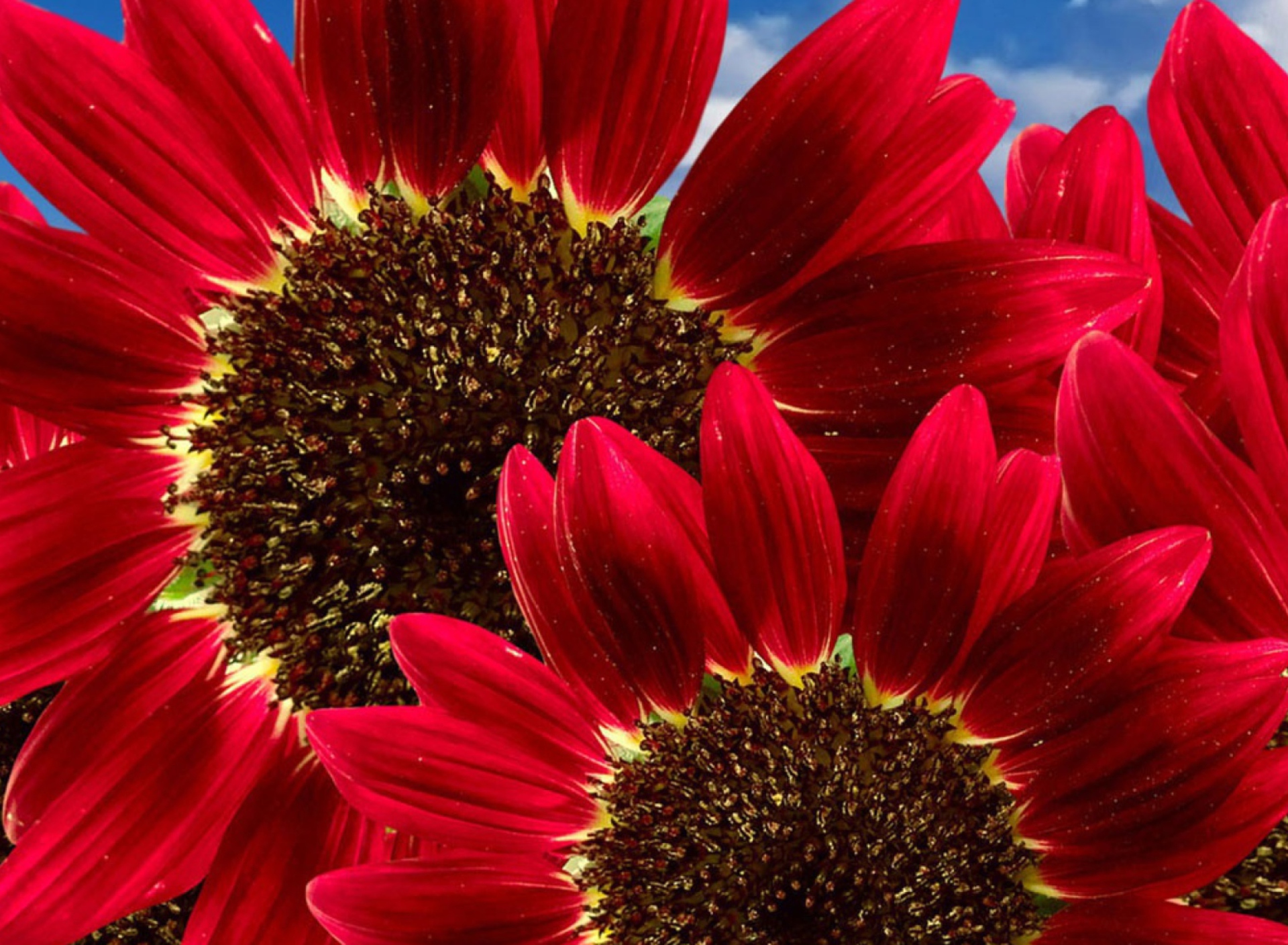 Fondo de pantalla Red Sunflower 1920x1408