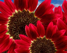 Fondo de pantalla Red Sunflower 220x176