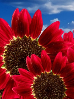 Fondo de pantalla Red Sunflower 240x320