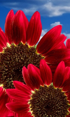 Fondo de pantalla Red Sunflower 240x400