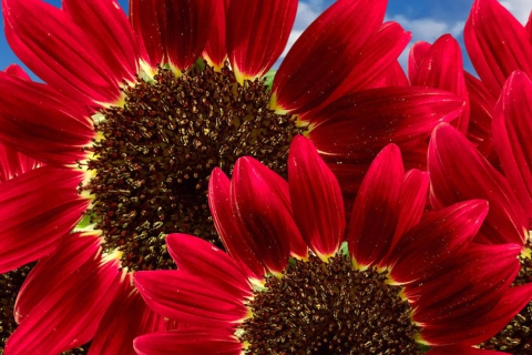 Fondo de pantalla Red Sunflower 480x320