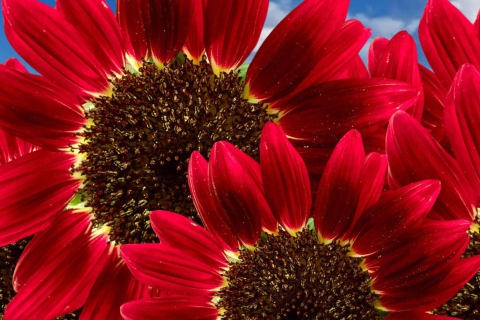 Das Red Sunflower Wallpaper 480x320