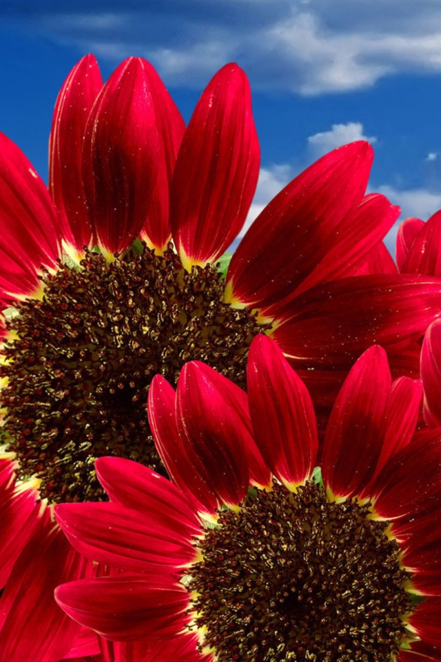 Das Red Sunflower Wallpaper 640x960
