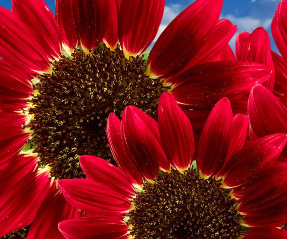 Sfondi Red Sunflower 960x800