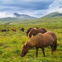 Screenshot №1 pro téma Meadow In Ireland 208x208