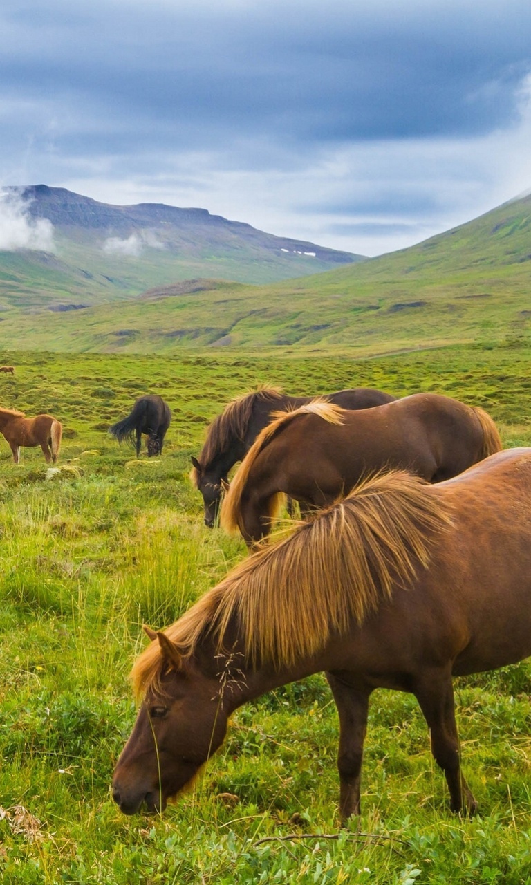 Sfondi Meadow In Ireland 768x1280