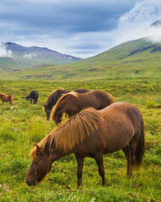 Meadow In Ireland - Fondos de pantalla gratis para Nokia C5-06