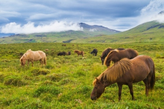 Free Meadow In Ireland Picture for Android, iPhone and iPad