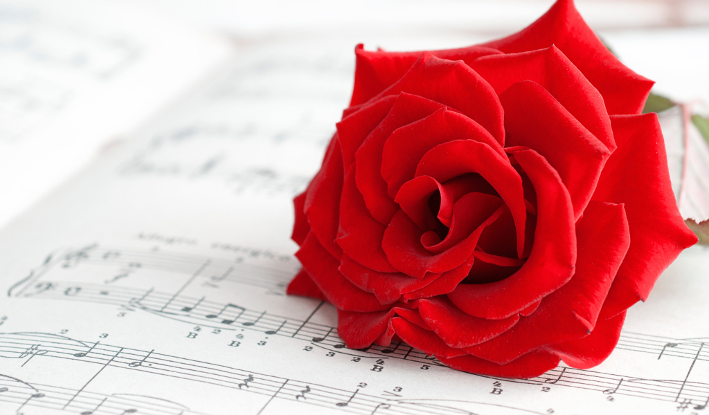 Das Red Rose Music Wallpaper 1024x600