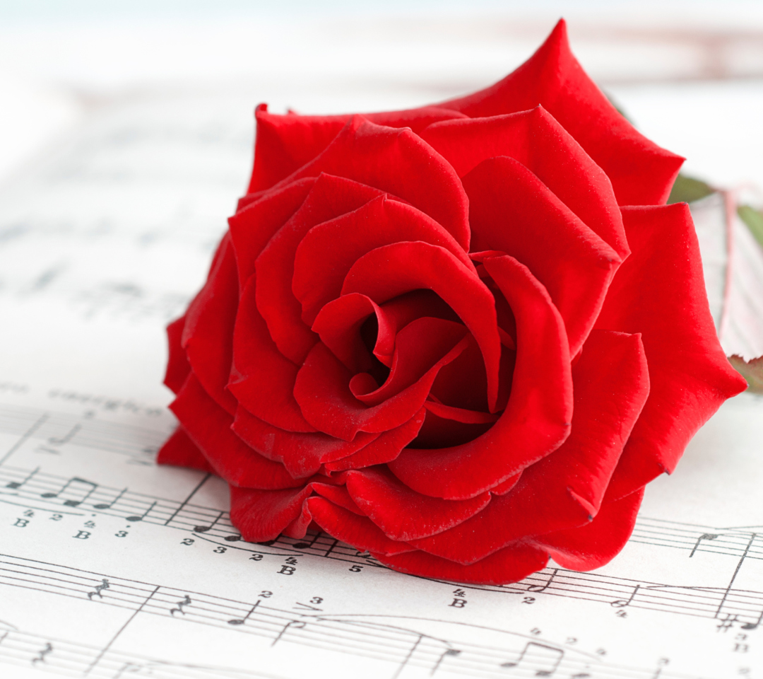 Sfondi Red Rose Music 1080x960