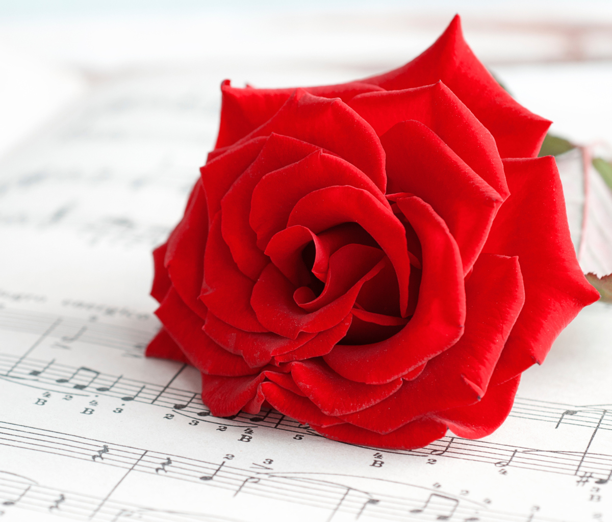 Red Rose Music wallpaper 1200x1024