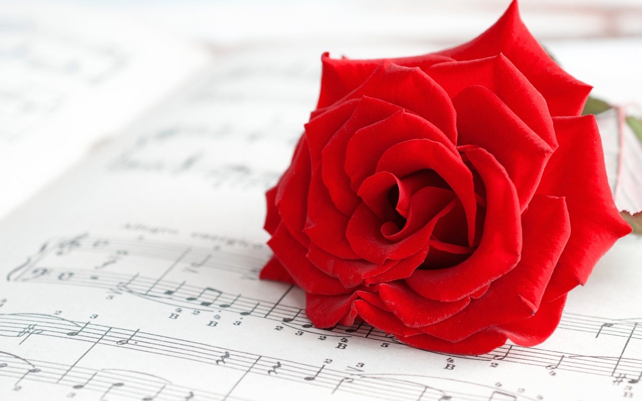 Red Rose Music wallpaper 1280x800