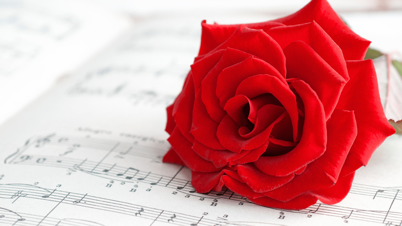 Das Red Rose Music Wallpaper 1366x768