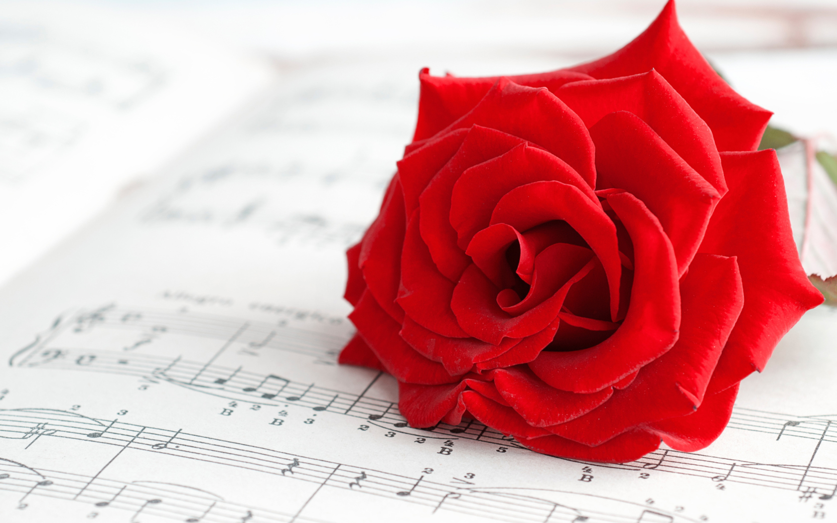 Fondo de pantalla Red Rose Music 1680x1050