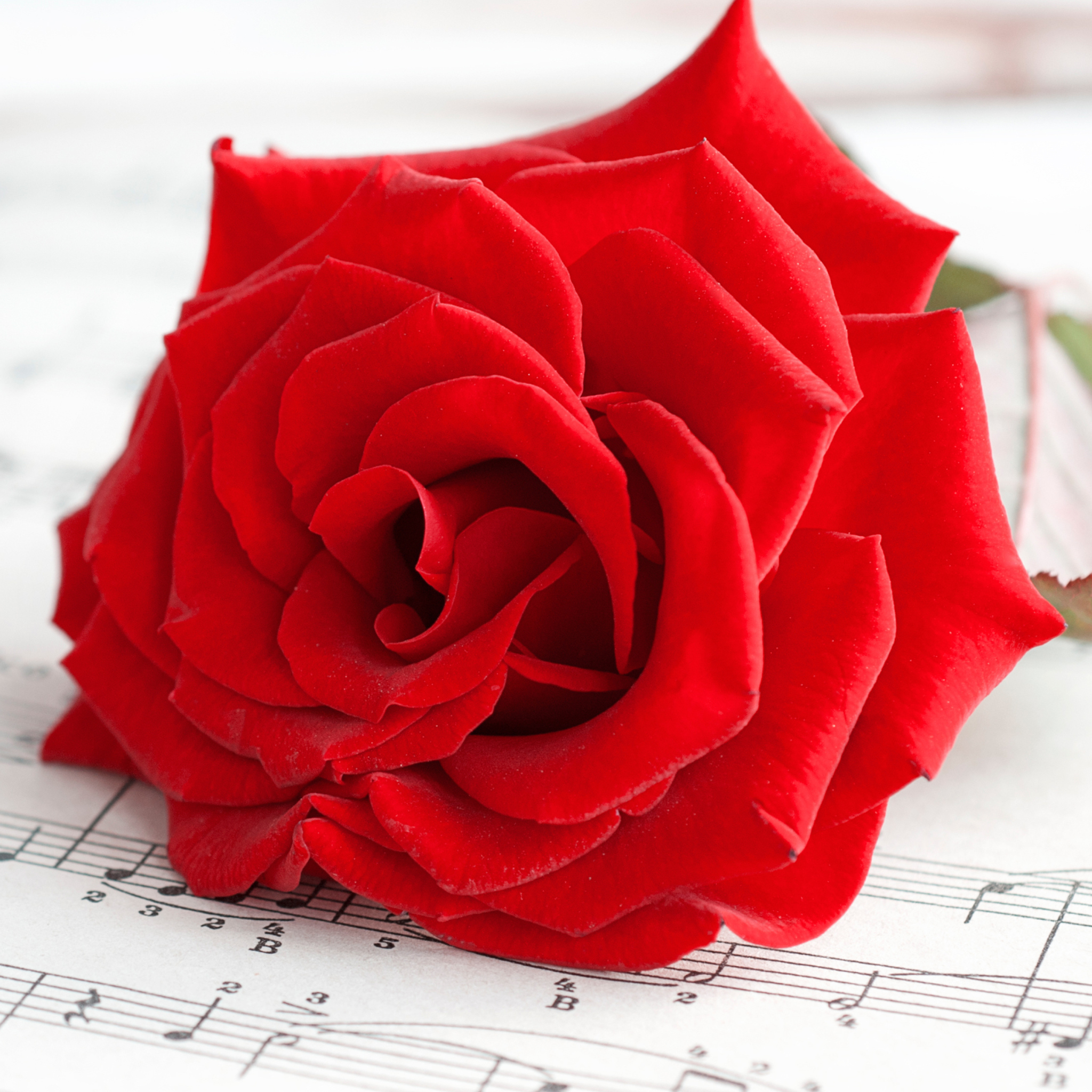 Red Rose Music screenshot #1 2048x2048