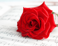 Das Red Rose Music Wallpaper 220x176