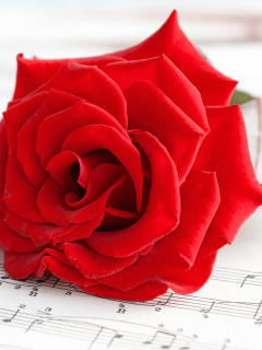 Das Red Rose Music Wallpaper 240x320