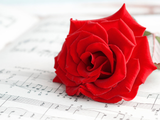 Das Red Rose Music Wallpaper 320x240