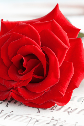 Fondo de pantalla Red Rose Music 320x480
