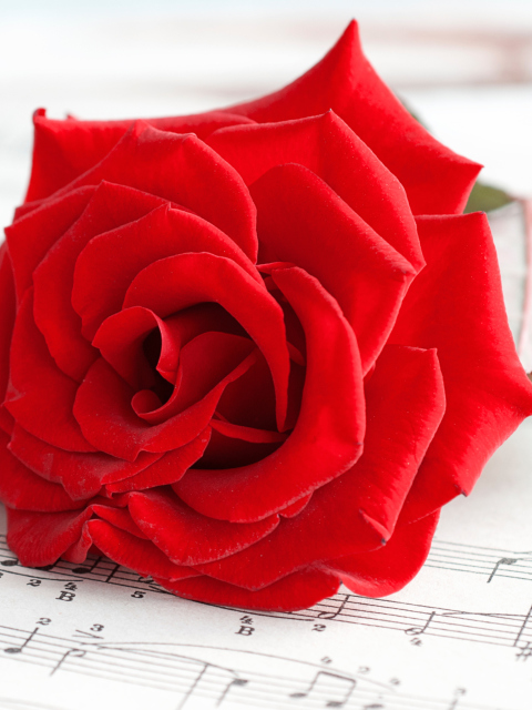 Das Red Rose Music Wallpaper 480x640
