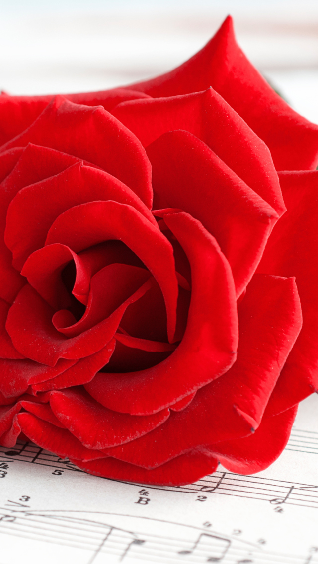 Red Rose Music wallpaper 640x1136