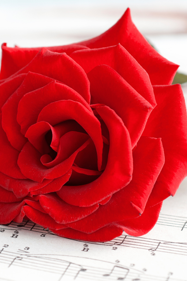 Fondo de pantalla Red Rose Music 640x960