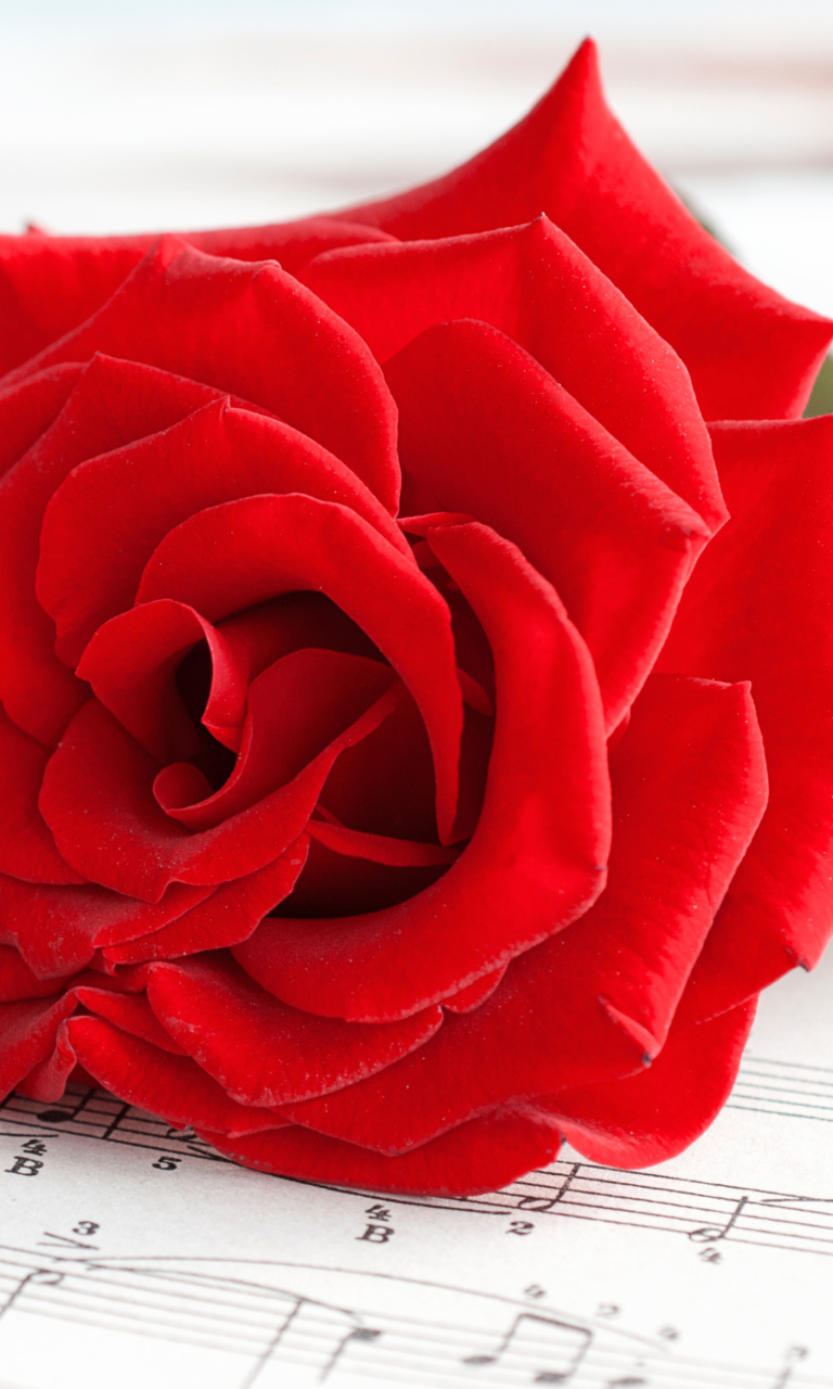 Das Red Rose Music Wallpaper 768x1280