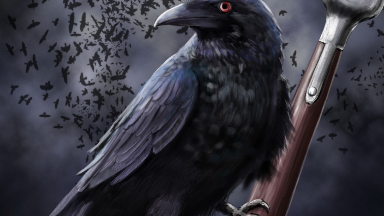 Fondo de pantalla Raven 1280x720