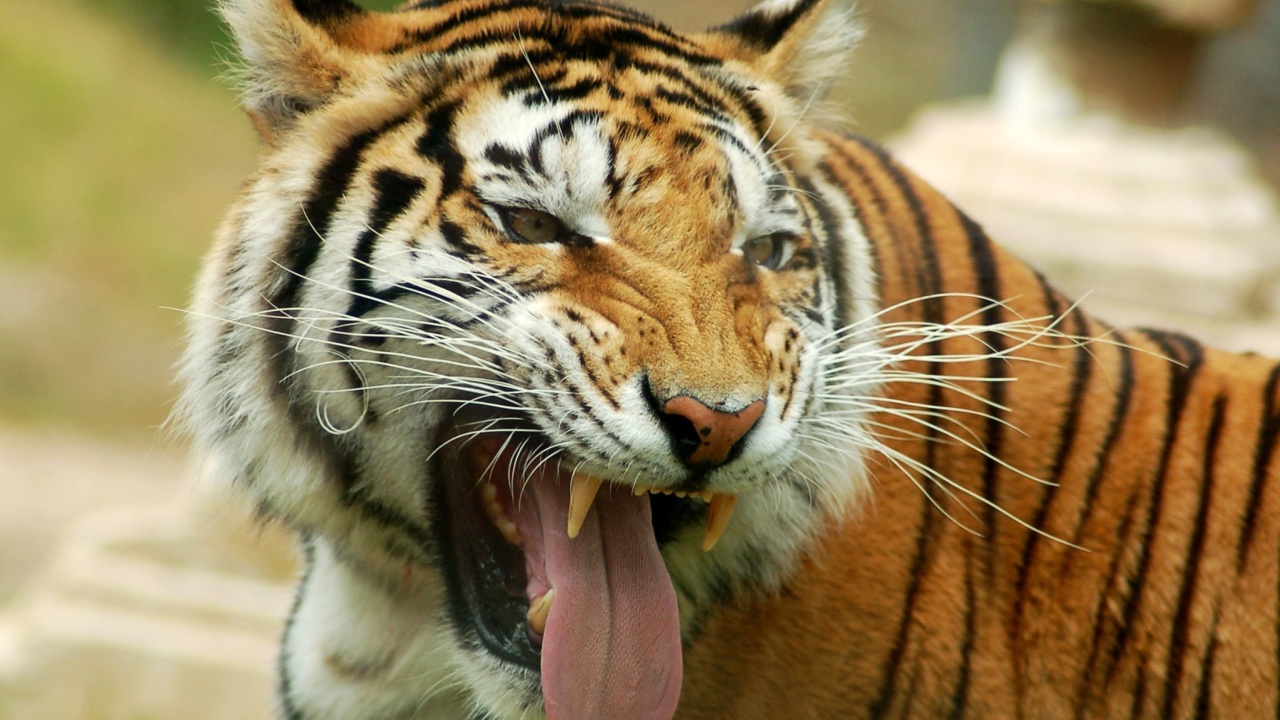 Sweet Tiger wallpaper 1280x720