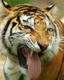 Sweet Tiger screenshot #1 128x160