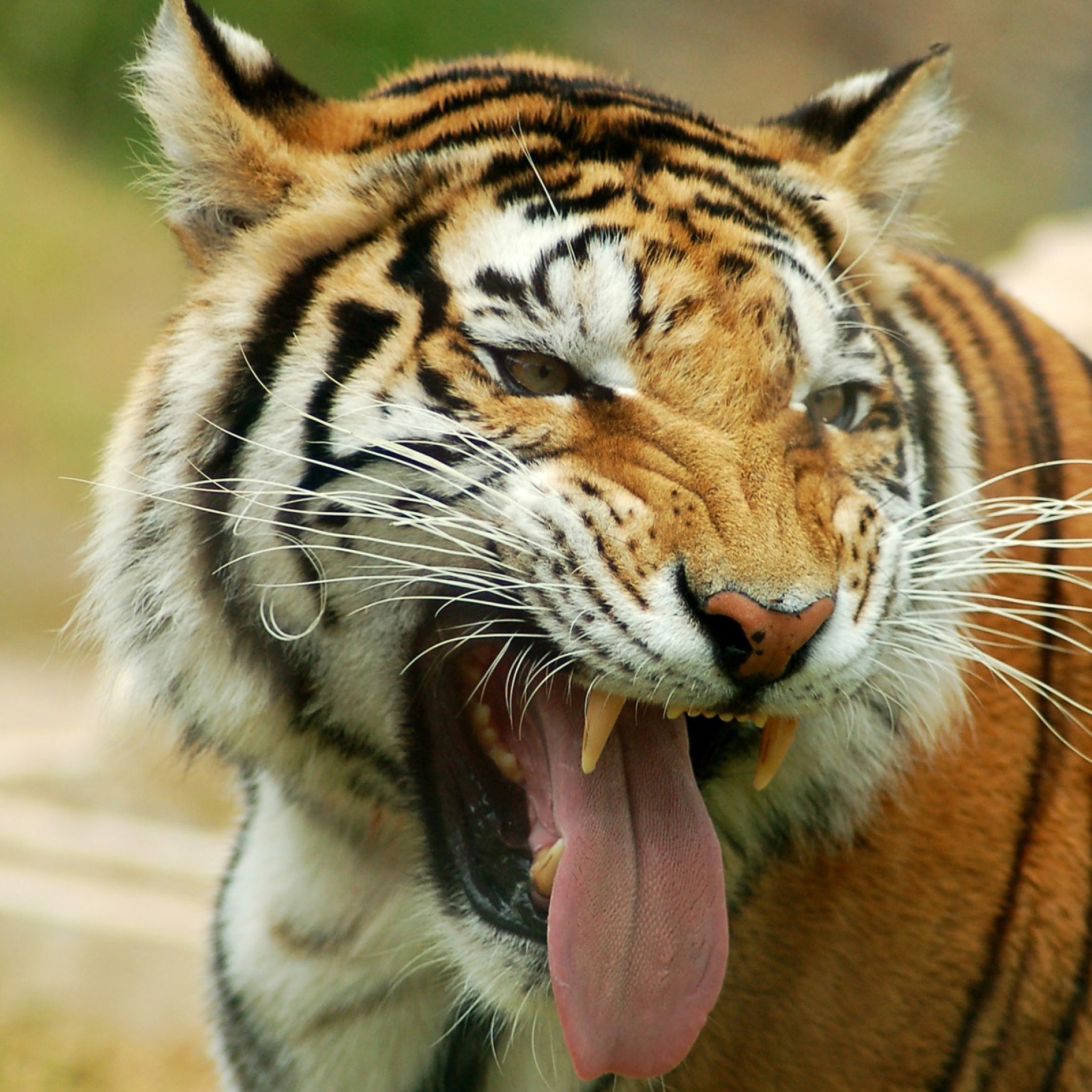 Sfondi Sweet Tiger 2048x2048