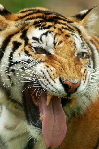 Das Sweet Tiger Wallpaper 320x480