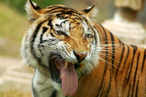 Das Sweet Tiger Wallpaper 480x320