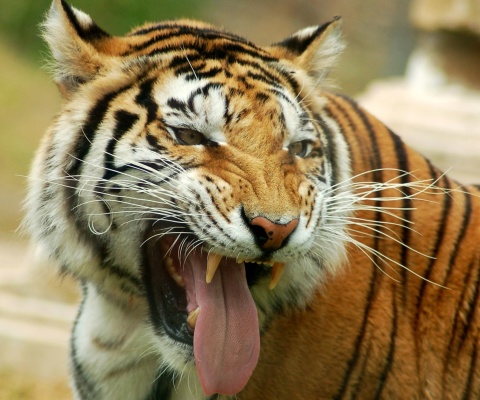 Sweet Tiger wallpaper 480x400