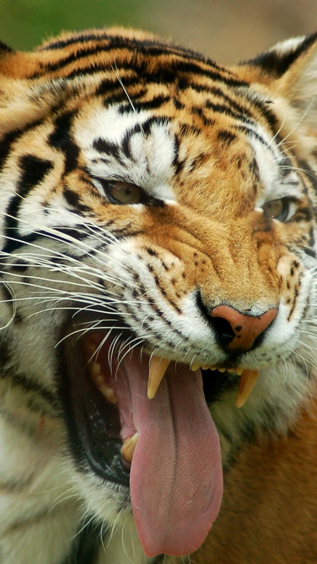Sweet Tiger screenshot #1 640x1136