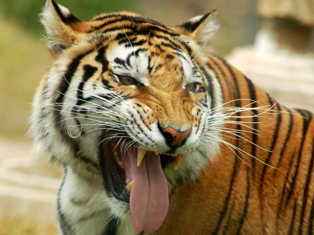 Das Sweet Tiger Wallpaper 640x480