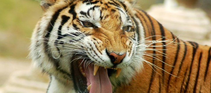 Sweet Tiger wallpaper 720x320