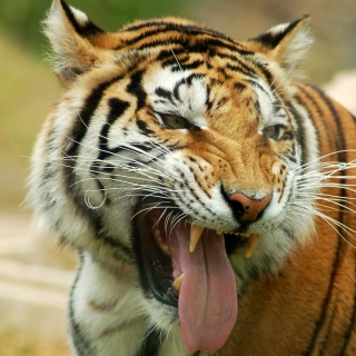 Sweet Tiger - Fondos de pantalla gratis para 1024x1024