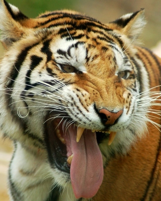 Free Sweet Tiger Picture for 768x1280