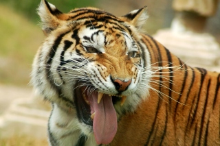 Free Sweet Tiger Picture for Android, iPhone and iPad