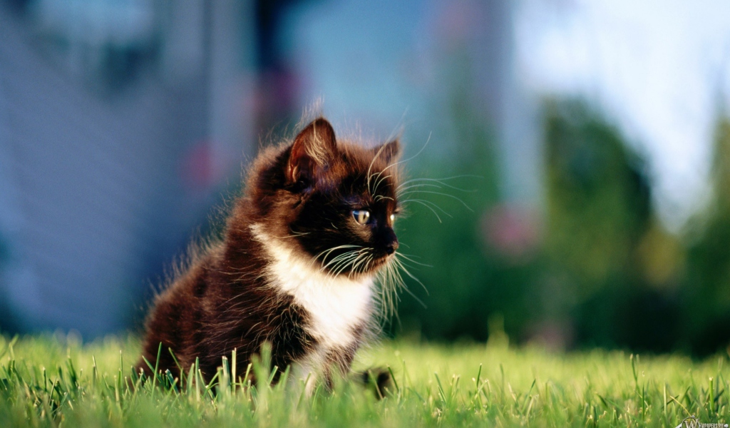 Das Kitten In Grass Wallpaper 1024x600