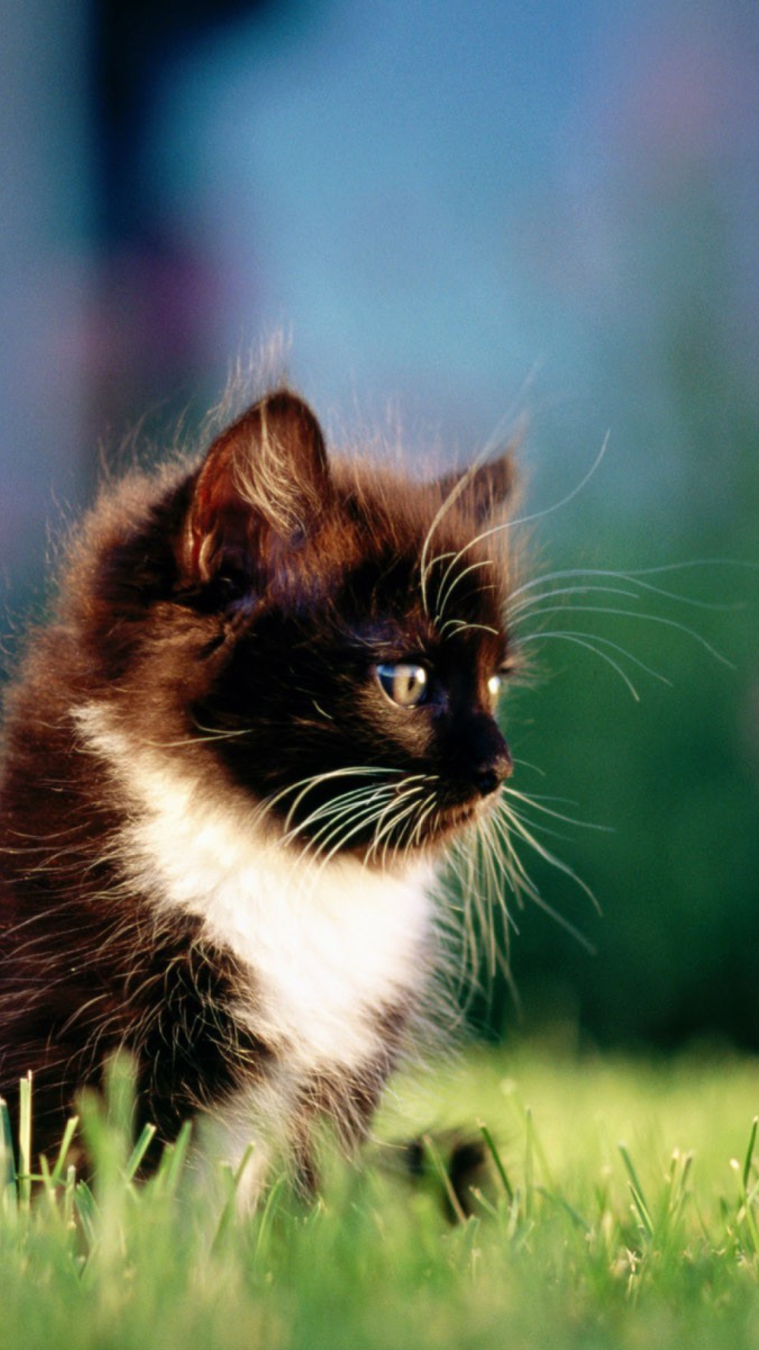 Sfondi Kitten In Grass 1080x1920
