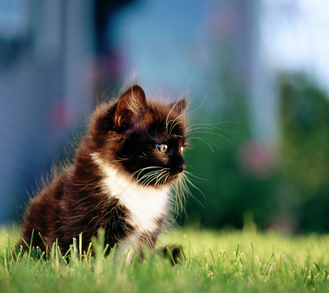 Обои Kitten In Grass 1080x960