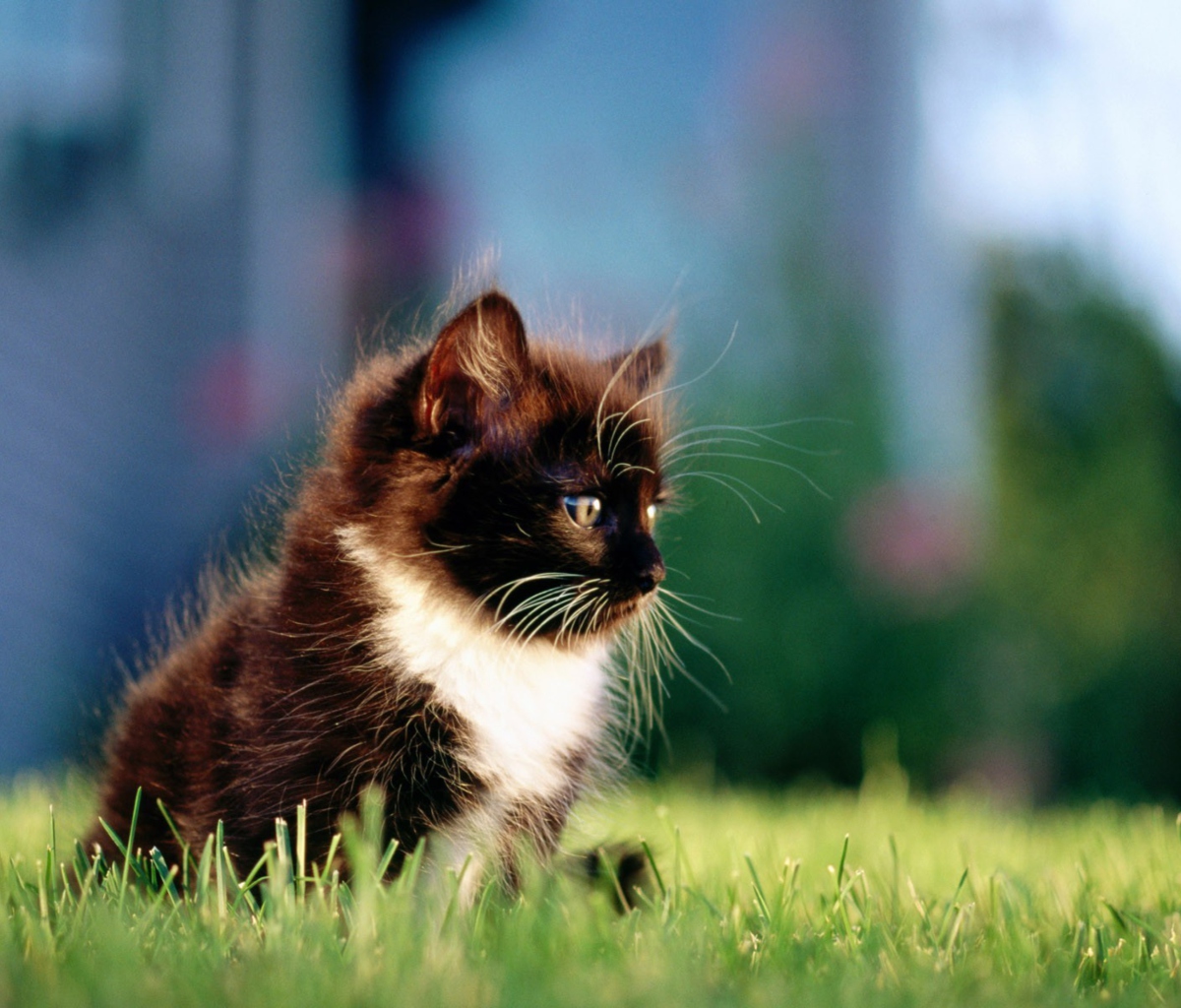 Sfondi Kitten In Grass 1200x1024
