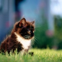 Das Kitten In Grass Wallpaper 128x128